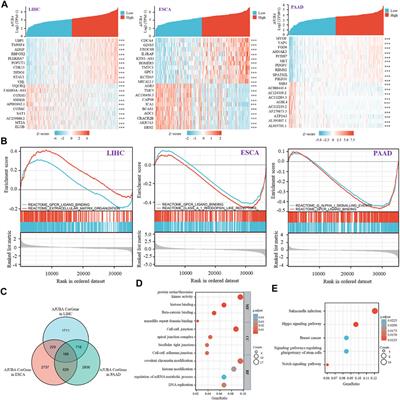 The LIM Protein AJUBA is a Potential Oncogenic Target and Prognostic Marker in Human Cancer via Pan-Cancer Analysis